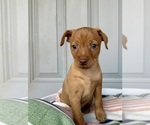 Small Photo #4 Miniature Pinscher Puppy For Sale in ACCIDENT, MD, USA
