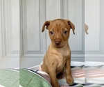 Small #2 Miniature Pinscher