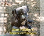 Small #12 American Pit Bull Terrier