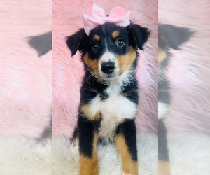 Australian Shepherd Puppy for sale in INDIANAPOLIS, IN, USA