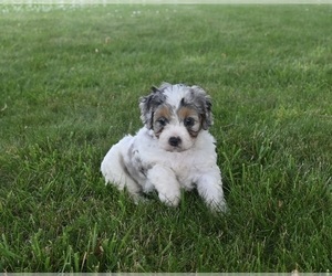 Cavapoo Puppy for sale in MILLERSBURG, OH, USA
