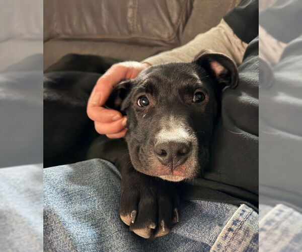 Medium Photo #7 Labrador Retriever-Unknown Mix Puppy For Sale in Sandy, UT, USA
