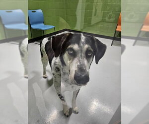 Plott Hound-Unknown Mix Dogs for adoption in Temple, TX, USA