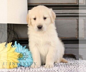 Golden Retriever Puppy for sale in BIRD IN HAND, PA, USA