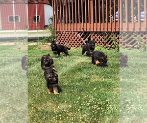 German Shepherd Dog Puppy for sale in PERRYSBURG, OH, USA