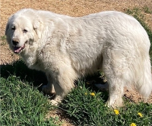 Medium Photo #1 Great Pyrenees Puppy For Sale in BONNERS FERRY, ID, USA