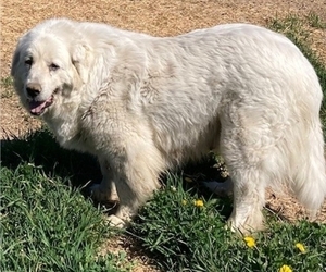 Mother of the Great Pyrenees puppies born on 04/03/2026