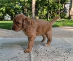 Small Photo #27 Golden Mountain Doodle  Puppy For Sale in BROKEN ARROW, OK, USA