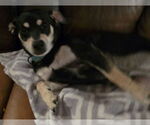 Small #3 Labrador Retriever Mix