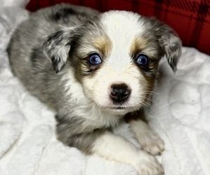 Miniature Australian Shepherd Puppy for Sale in MC LEAN, Illinois USA