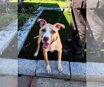 Small #2 American Bulldog Mix