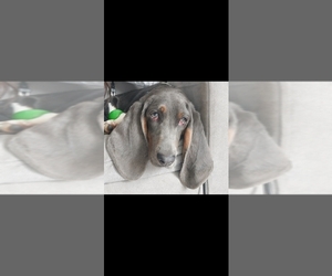Basset Hound Dogs for adoption in HOLLY, MI, USA