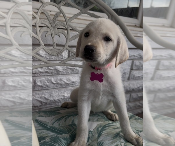Medium Photo #3 Labrador Retriever Puppy For Sale in SPRINGFIELD, MO, USA