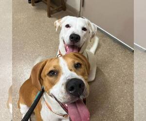 Quill - Male Mutt Dog for Adoption - Photo #4