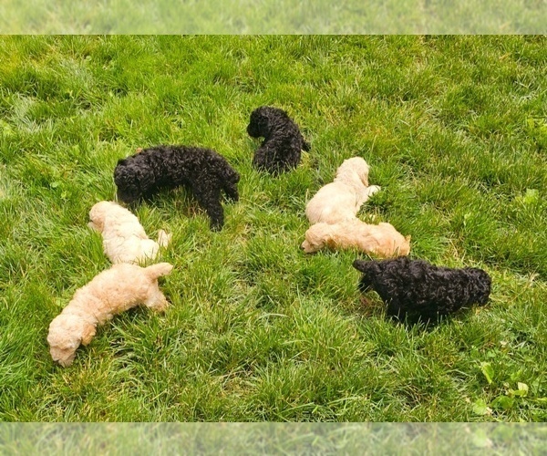 Medium Photo #5 Poodle (Standard) Puppy For Sale in MILWAUKEE, WI, USA