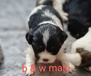 Cock-A-Tzu Puppy for sale in WOBURN, MA, USA