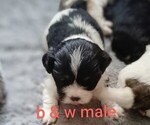 Image preview for Ad Listing. Nickname: Males