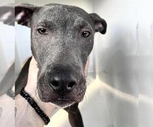 Mutt Dogs for adoption in Houston, TX, USA