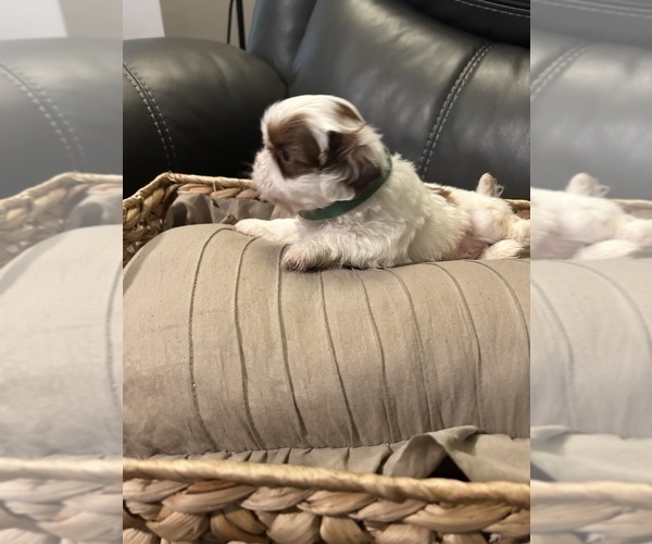 Medium Photo #3 Shih Tzu Puppy For Sale in CHICAGO, IL, USA