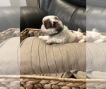 Small #2 Shih Tzu