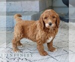 Small #2 Goldendoodle