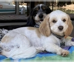 Small #2 Schweenie