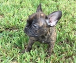 Small Photo #4 French Bulldog Puppy For Sale in AVON PARK, FL, USA