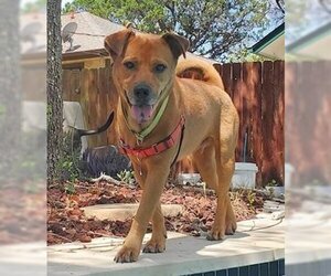 Chinese Shar-Pei-Labrador Retriever Mix Dogs for adoption in San Antonio, TX, USA