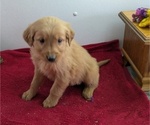 Puppy Miggy Golden Retriever