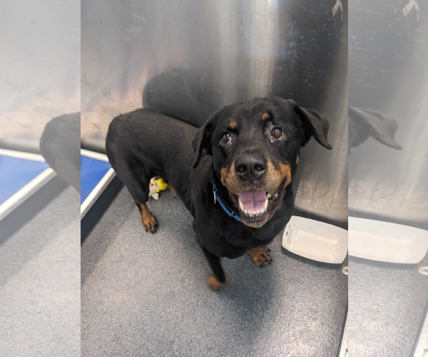 Medium Photo #2 Rottweiler Puppy For Sale in Hillsboro, NH, USA