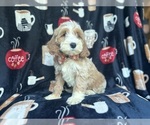 Small #8 Cockapoo