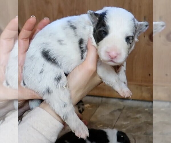 Medium Photo #5 Border Collie Puppy For Sale in MOSIER, OR, USA