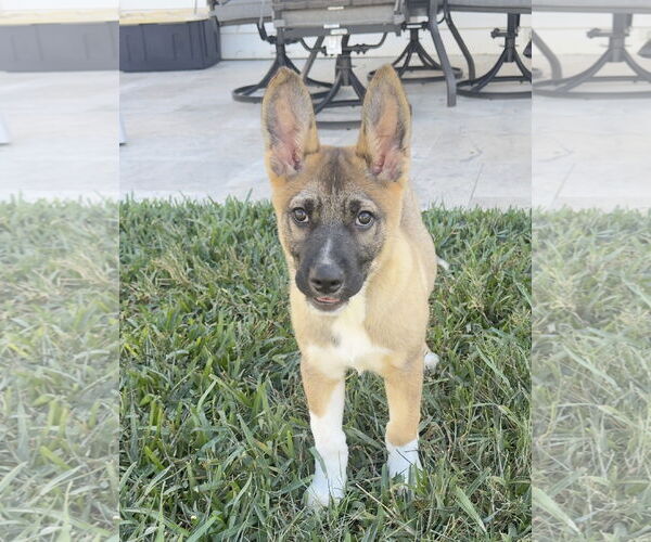 Medium Photo #1 Mutt Puppy For Sale in Rosenberg, TX, USA