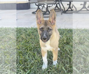 Mutt Dogs for adoption in Rosenberg, TX, USA