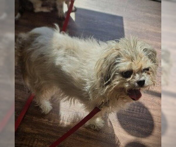 Medium Photo #2 Shih Tzu Puppy For Sale in Claremore, OK, USA
