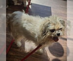 Small #1 Shih Tzu