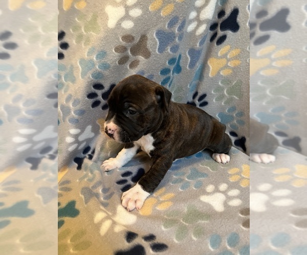 Medium Photo #11 American Bully-American Staffordshire Terrier Mix Puppy For Sale in BROCKTON, MA, USA