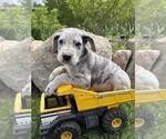 Image preview for Ad Listing. Nickname: Thor
