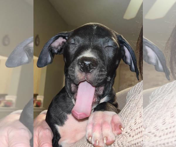 Medium Photo #9 American Pit Bull Terrier-Unknown Mix Puppy For Sale in Holly Springs, NC, USA