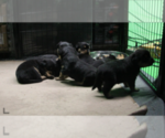 Small Photo #9 Rottweiler Puppy For Sale in ROSEBURG, OR, USA