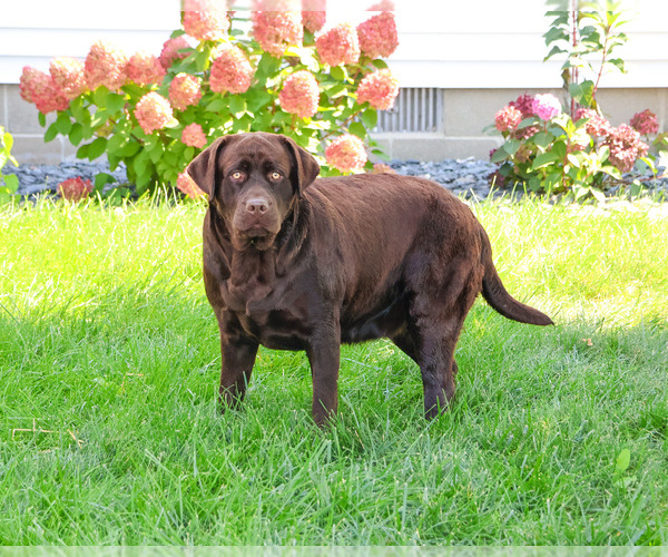 Medium Photo #2 Labrador Retriever Puppy For Sale in SYRACUSE, IN, USA
