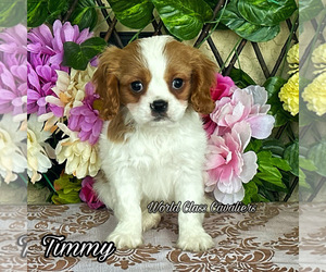 Cavalier King Charles Spaniel Puppy for sale in MIAMI, FL, USA