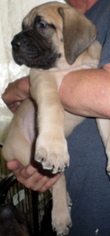 Mastiff Puppy for sale in WARREN, MA, USA