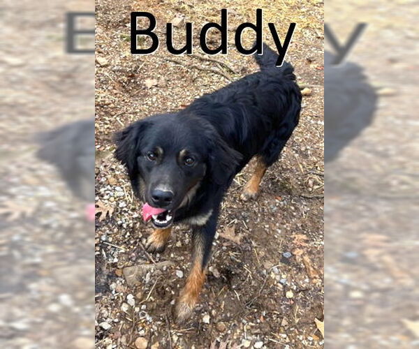 Medium Photo #5 Border-Aussie Puppy For Sale in Mountain View, AR, USA