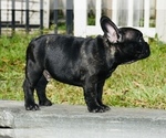 Small Photo #11 French Bulldog Puppy For Sale in Hollywood, FL, USA