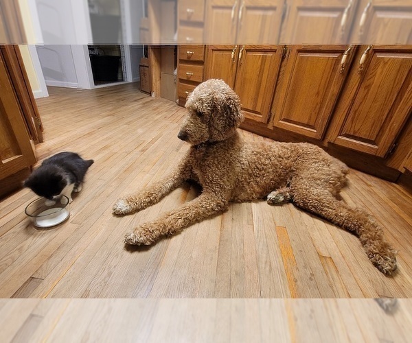 Medium Photo #1 Goldendoodle Puppy For Sale in FREDERICKTOWN, MO, USA