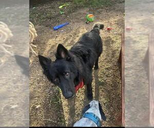 German Shepherd Dog-Unknown Mix Dogs for adoption in San Antonio, TX, USA