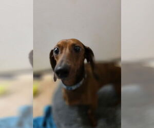 Dachshund Dogs for adoption in Osgood, IN, USA