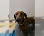 Small Dachshund