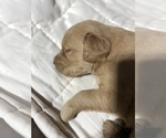 Small #16 Golden Retriever